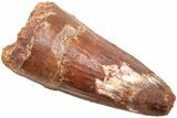 Fossil Spinosaurus Tooth - Real Dinosaur Tooth #214342-1